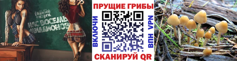 Галлюциногенные грибы Psilocybine cubensis  Купить где  Мосальск 